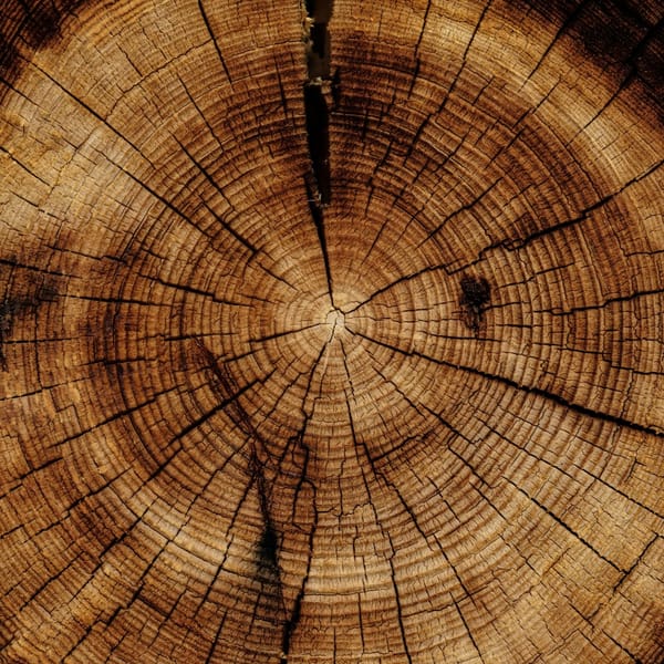 Ci siamo evoluti, ma non ci siamo sviluppati