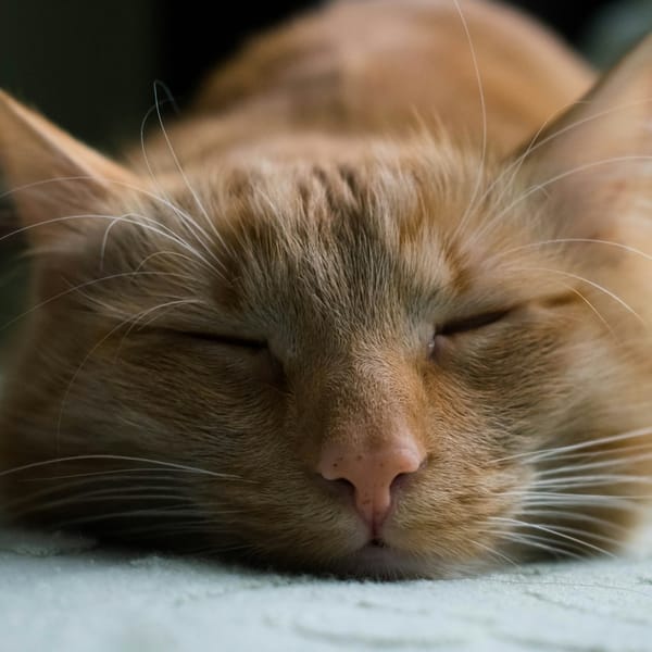 Il dolce far nulla