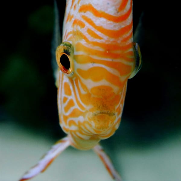 Se un pesce potesse parlare