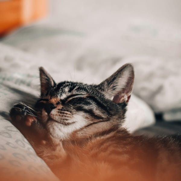 Il sonno necessario