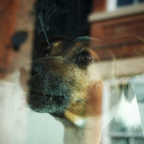 Cani allo specchio